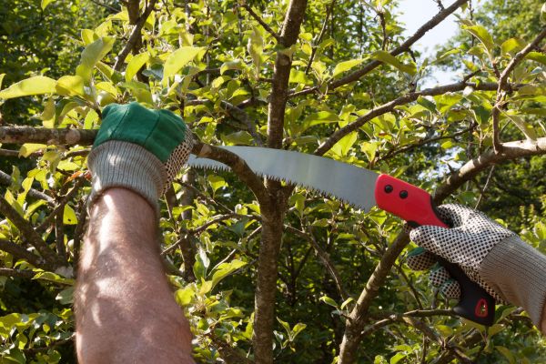 Apple Tree Trimming in Kenosha
